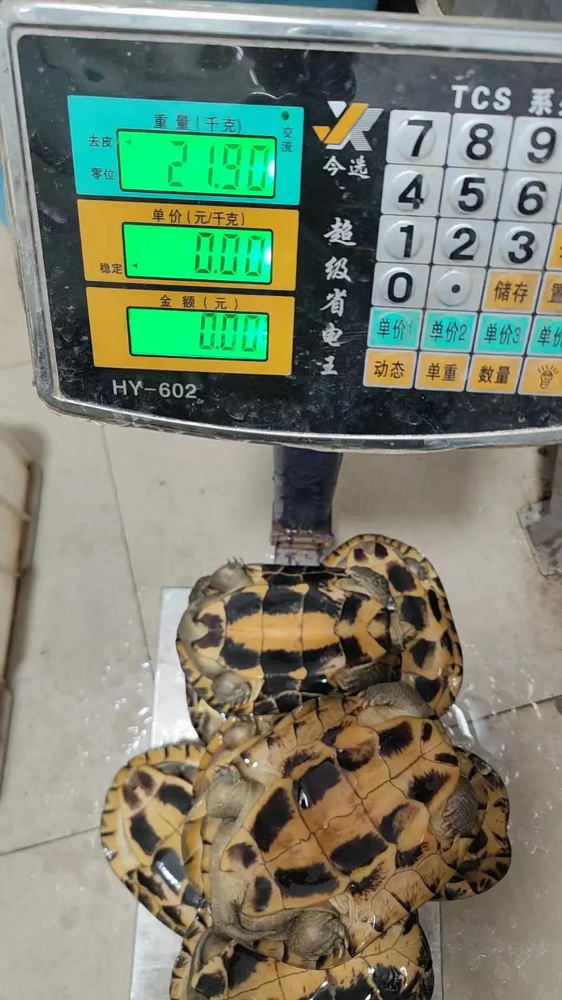 2025年石龟苗最新价格行情如何？不同规格、品相的龟苗价格差异大吗？-图1