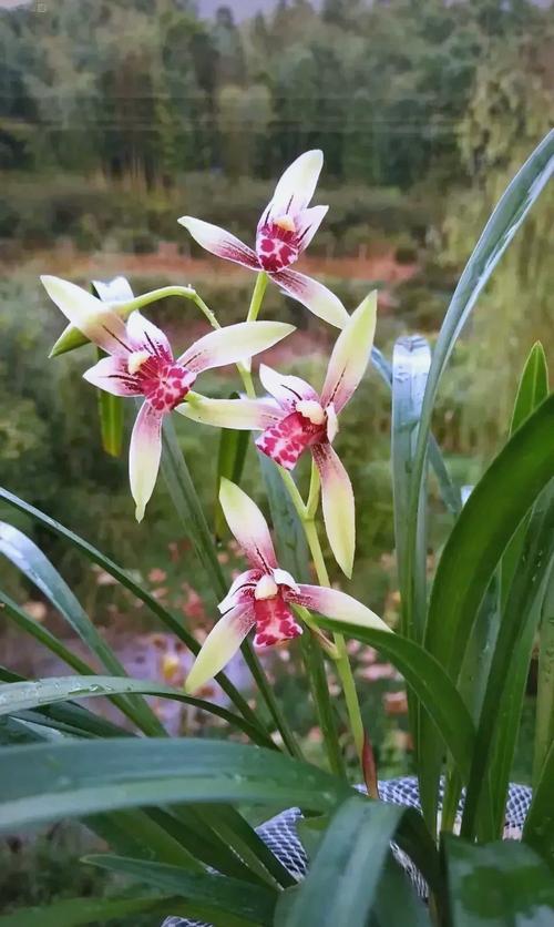 十大兰花品种各具怎样的独特魅力？这些经典品种又该如何养护才能绽放最美姿态？-图3