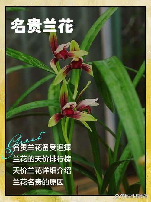 十大兰花品种各具怎样的独特魅力？这些经典品种又该如何养护才能绽放最美姿态？-图2