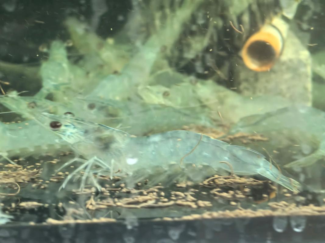 2025年南美白对虾价格会受哪些因素影响?养殖成本、市场需求与国际贸易政策将如何博弈?-图3 2025年南美白对虾价格会受哪些因素影响?养殖成本、市场需求与国际贸易政策将如何博弈?-图3