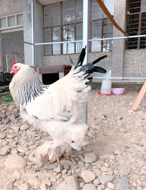 世界上真的存在特别大的鸡吗？它们是哪个品种，体型能有多大？-图2