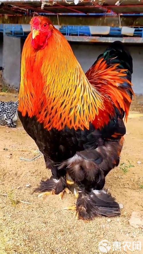 世界上真的存在特别大的鸡吗？它们是哪个品种，体型能有多大？-图1