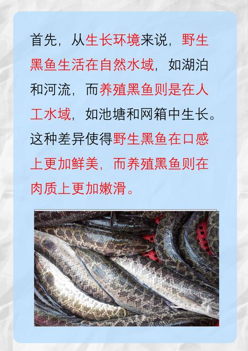 黑鱼养殖技术有哪些关键要点?如何提高成活率和养殖效益?-图1 黑鱼养殖技术有哪些关键要点?如何提高成活率和养殖效益?-图1