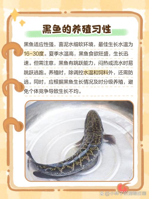 黑鱼养殖技术有哪些关键要点？如何提高成活率和养殖效益？-图3