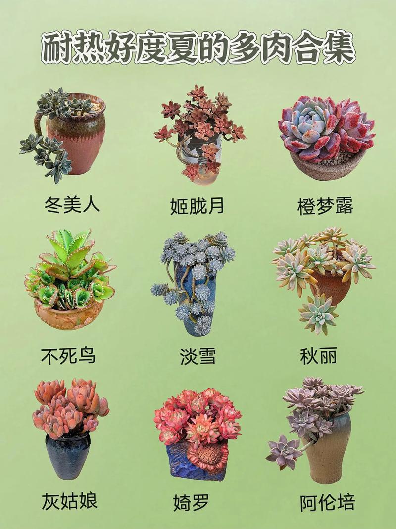 多肉植物中哪些品种的颜色最惊艳？不同养护环境下色彩变化大吗？-图1