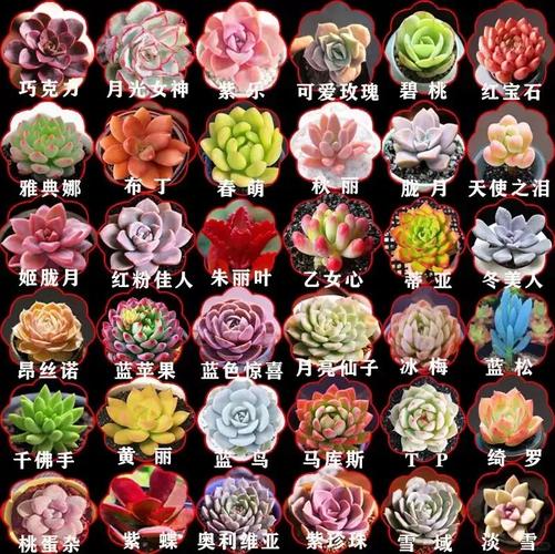 多肉植物中哪些品种的颜色最惊艳？不同养护环境下色彩变化大吗？-图2