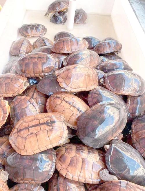 2025年南石龟市场价格走势如何?影响因素有哪些?养殖户该如何应对?-图1 2025年南石龟市场价格走势如何?影响因素有哪些?养殖户该如何应对?-图1