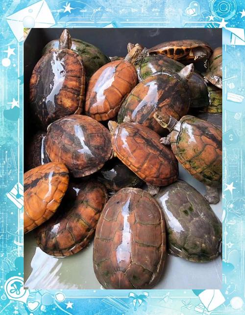 2025年南石龟市场价格走势如何?影响因素有哪些?养殖户该如何应对?-图2 2025年南石龟市场价格走势如何?影响因素有哪些?养殖户该如何应对?-图2