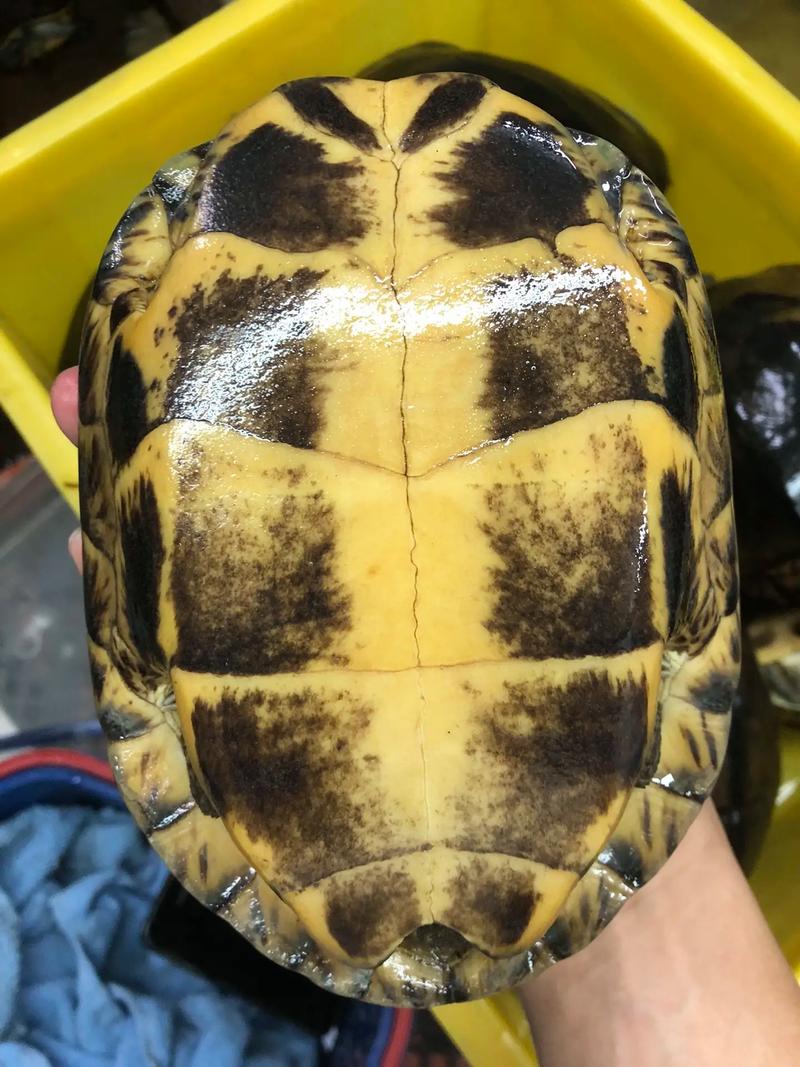 2025年南石龟市场价格走势如何?影响因素有哪些?养殖户该如何应对?-图3 2025年南石龟市场价格走势如何?影响因素有哪些?养殖户该如何应对?-图3