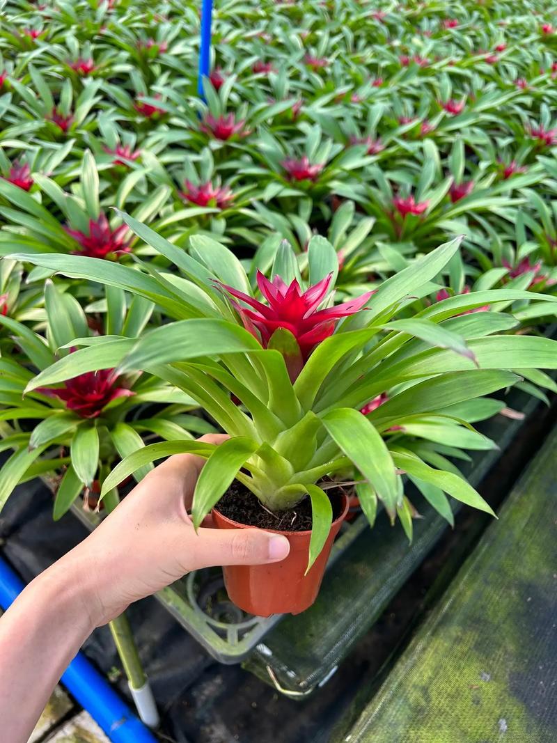 现在养殖什么新品种好？2025年有哪些新兴养殖项目值得尝试，市场前景与风险如何平衡？-图2