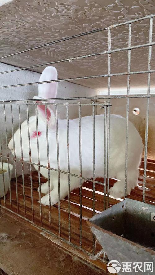 现在养殖什么新品种好？2025年有哪些新兴养殖项目值得尝试，市场前景与风险如何平衡？-图3