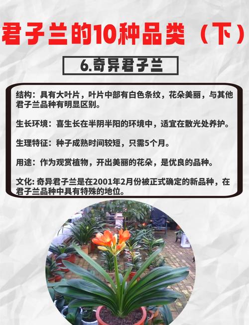 君子兰各品种名称有何区别?如何通过特征快速识别不同品种?-图2 君子兰各品种名称有何区别?如何通过特征快速识别不同品种?-图2