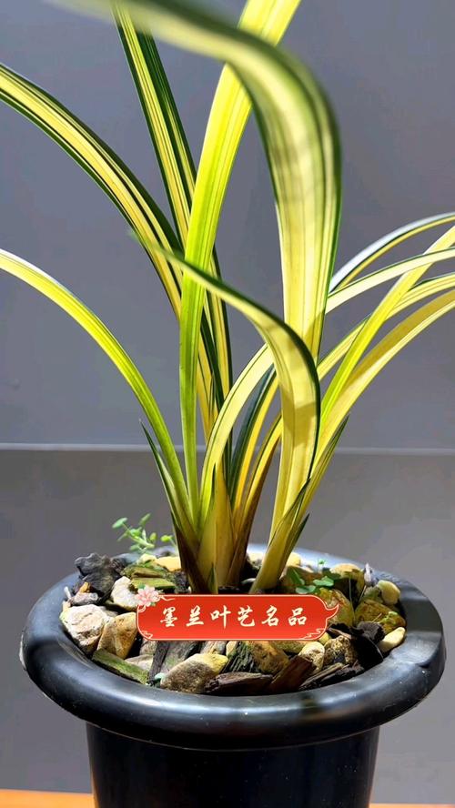 墨兰叶形最好的品种是哪些?叶形标准又该如何评判?-图2 墨兰叶形最好的品种是哪些?叶形标准又该如何评判?-图2