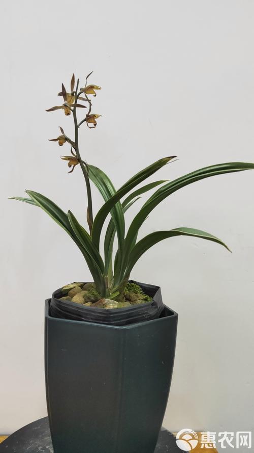 墨兰叶形最好的品种是哪些?叶形标准又该如何评判?-图1 墨兰叶形最好的品种是哪些?叶形标准又该如何评判?-图1