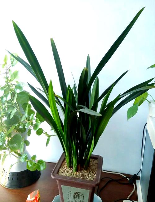 墨兰叶形最好的品种是哪些?叶形标准又该如何评判?-图3 墨兰叶形最好的品种是哪些?叶形标准又该如何评判?-图3