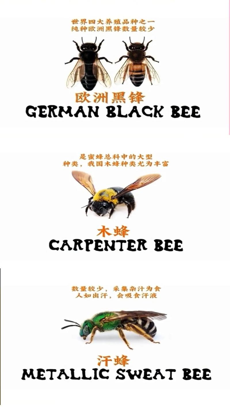 除了蜜蜂，还有哪些小型蜂类品种？它们各自的生活习性和特征有何不同？-图2