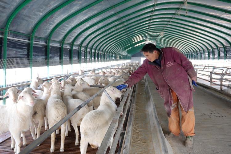 冬天山羊饲养管理技术，低温、饲料短缺与疾病防控，如何确保山羊安全越冬并提升生产效益？-图3