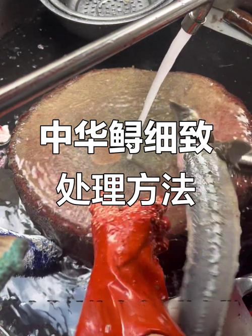 鲟鱼养殖的关键技术难点与高效管理方法有哪些?-图3 鲟鱼养殖的关键技术难点与高效管理方法有哪些?-图3