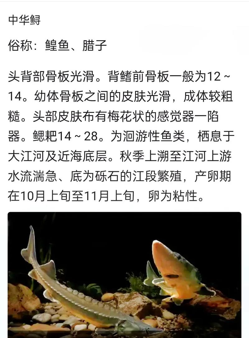 鲟鱼养殖的关键技术难点与高效管理方法有哪些?-图1 鲟鱼养殖的关键技术难点与高效管理方法有哪些?-图1