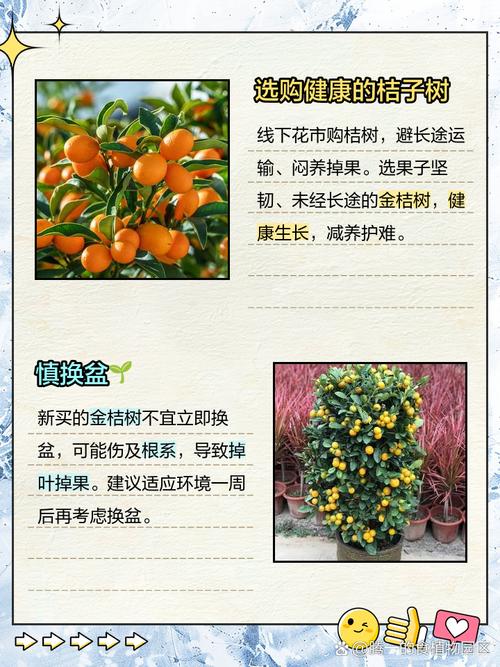 观赏金桔怎么养殖才能枝繁果硕?日常养护中光照、水肥、修剪有哪些关键技术要点?-图3 观赏金桔怎么养殖才能枝繁果硕?日常养护中光照、水肥、修剪有哪些关键技术要点?-图3