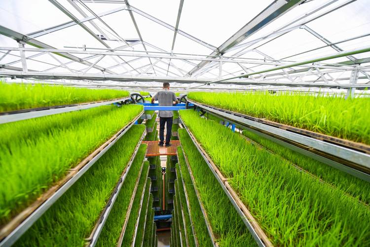 高产水稻种植技术视频里,新手能直接学会的密植与病虫害防治关键点有哪些?-图1 高产水稻种植技术视频里,新手能直接学会的密植与病虫害防治关键点有哪些?-图1