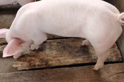 二元母猪哪个品种生长速度最快？不同二元组合的育肥效率差异有多大？-图2