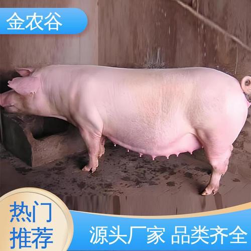 二元母猪哪个品种生长速度最快？不同二元组合的育肥效率差异有多大？-图1