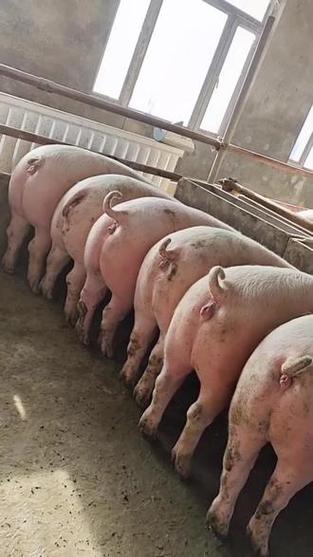 二元母猪哪个品种生长速度最快？不同二元组合的育肥效率差异有多大？-图3