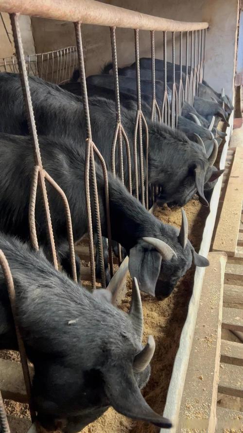 古蔺马羊养殖技术视频能解决新手哪些养殖难题？关键技术点有哪些？-图2