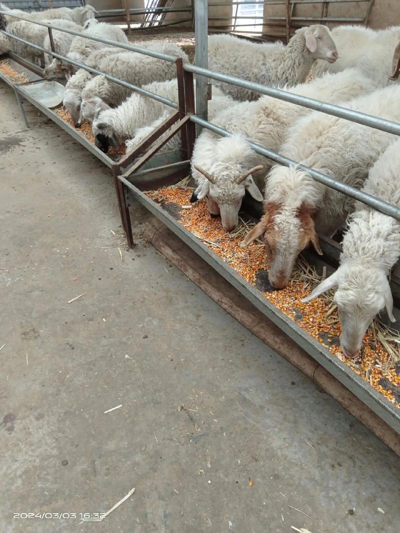 古蔺马羊养殖技术视频能解决新手哪些养殖难题?关键技术点有哪些?-图3 古蔺马羊养殖技术视频能解决新手哪些养殖难题?关键技术点有哪些?-图3
