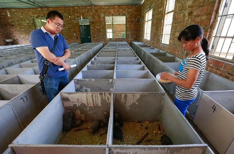 广西中华竹鼠养殖技术有哪些关键环节？如何提高成活率与经济效益？-图1
