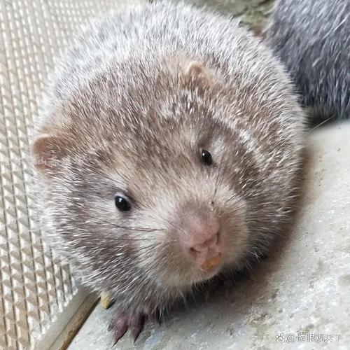 广西中华竹鼠养殖技术有哪些关键环节？如何提高成活率与经济效益？-图3