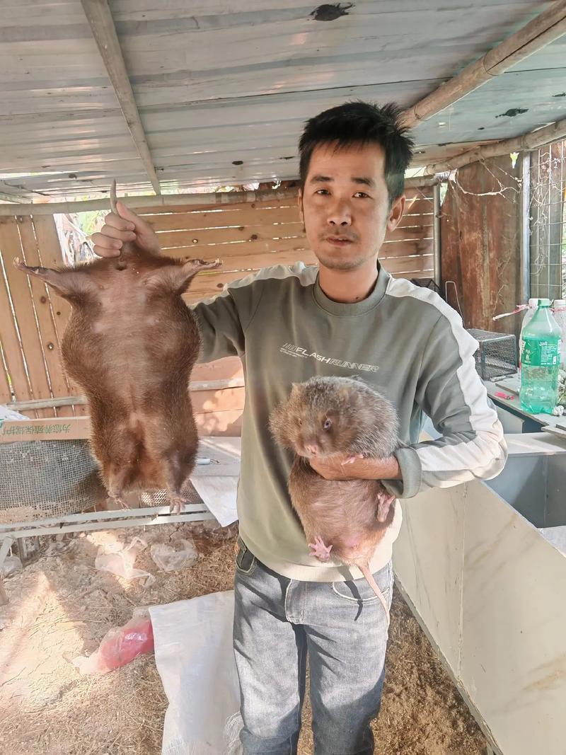 广西中华竹鼠养殖技术有哪些关键环节？如何提高成活率与经济效益？-图2
