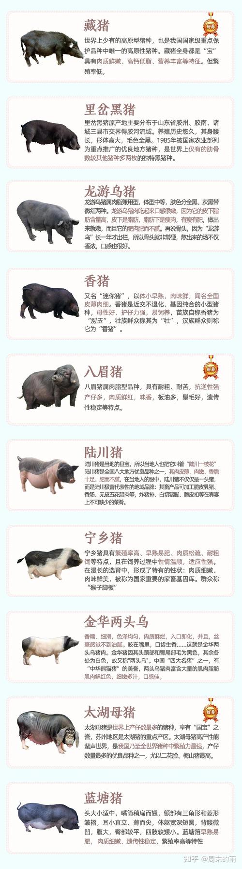 南昌当地养殖的生猪主要有哪些品种?各品种在生长速度与肉质上有何差异?-图3 南昌当地养殖的生猪主要有哪些品种?各品种在生长速度与肉质上有何差异?-图3