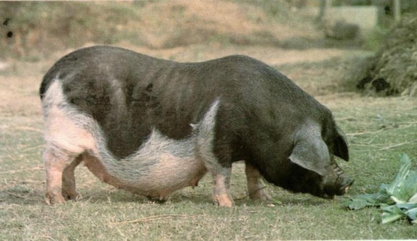 南昌当地养殖的生猪主要有哪些品种?各品种在生长速度与肉质上有何差异?-图1 南昌当地养殖的生猪主要有哪些品种?各品种在生长速度与肉质上有何差异?-图1