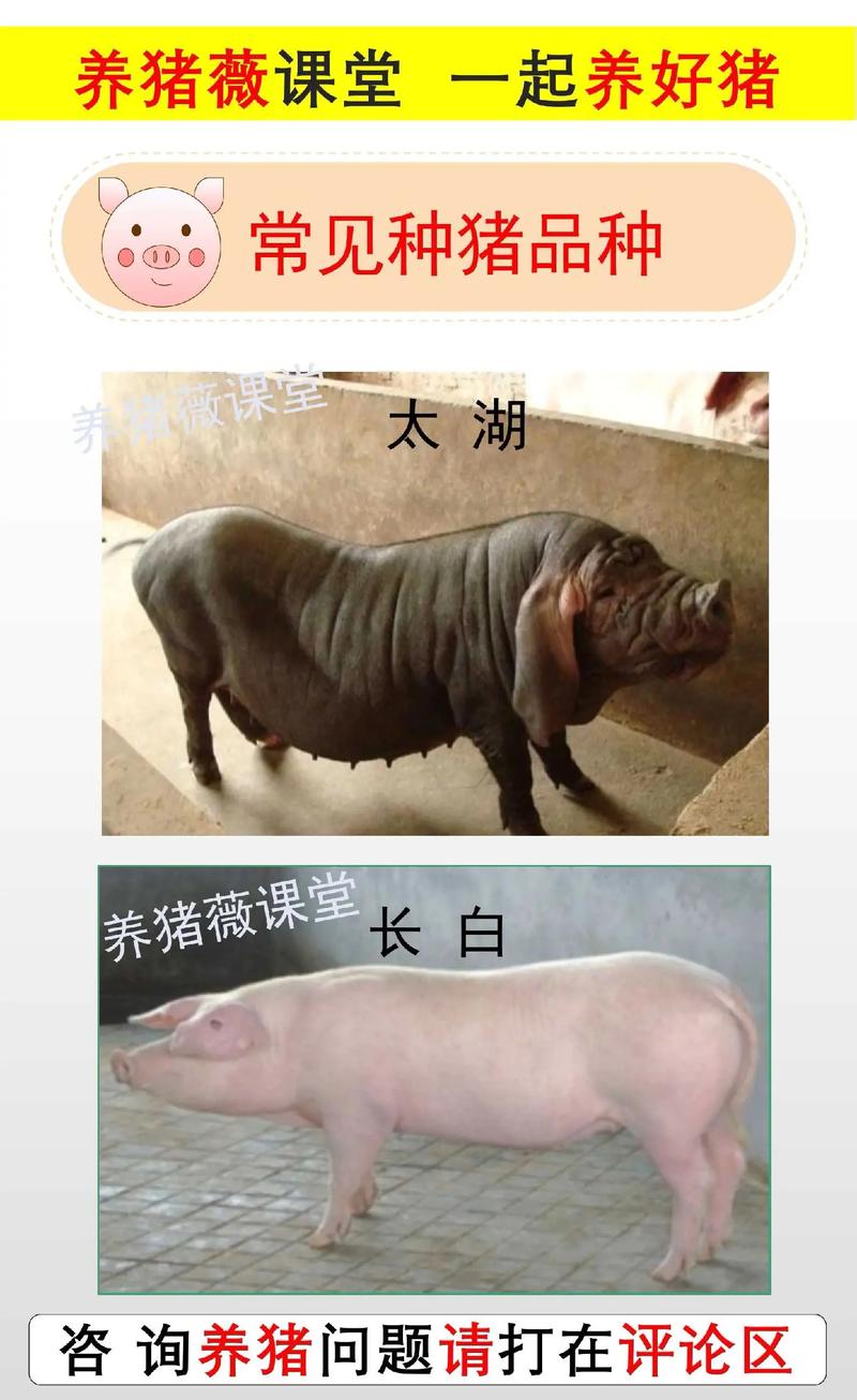 南昌当地养殖的生猪主要有哪些品种?各品种在生长速度与肉质上有何差异?-图2 南昌当地养殖的生猪主要有哪些品种?各品种在生长速度与肉质上有何差异?-图2