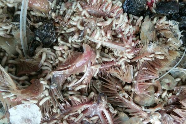 畜禽粪发酵养蝇蛆技术,如何优化发酵参数以提高蝇蛆产量与品质?-图2 畜禽粪发酵养蝇蛆技术,如何优化发酵参数以提高蝇蛆产量与品质?-图2