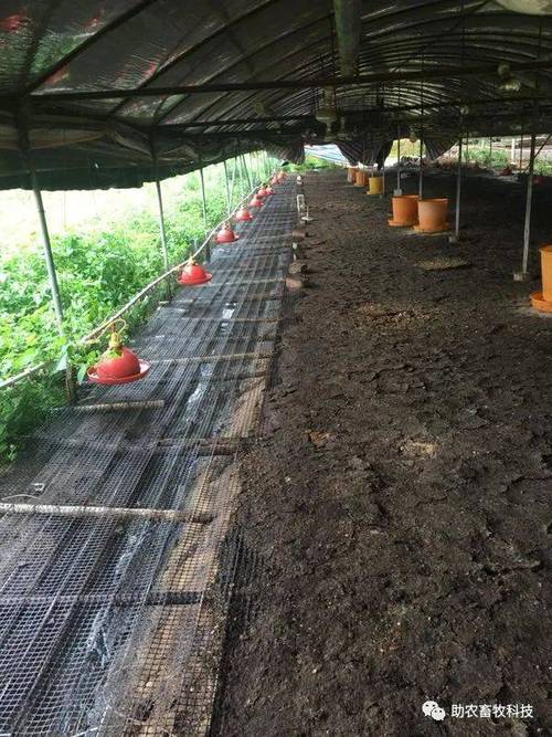 畜禽粪发酵养蝇蛆技术,如何优化发酵参数以提高蝇蛆产量与品质?-图1 畜禽粪发酵养蝇蛆技术,如何优化发酵参数以提高蝇蛆产量与品质?-图1