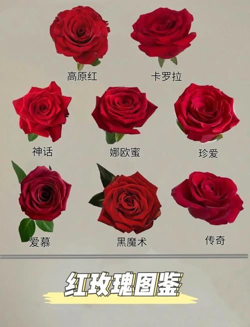 玫瑰花的品种名称为何如此繁多?它们背后藏着怎样的分类逻辑与独特故事?-图2 玫瑰花的品种名称为何如此繁多?它们背后藏着怎样的分类逻辑与独特故事?-图2