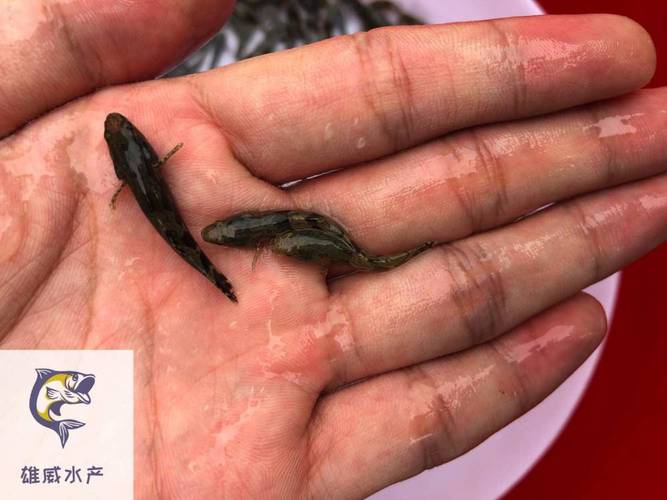 杂交笋壳鱼人工繁殖中,亲鱼选育与催产关键技术如何突破?-图1 杂交笋壳鱼人工繁殖中,亲鱼选育与催产关键技术如何突破?-图1