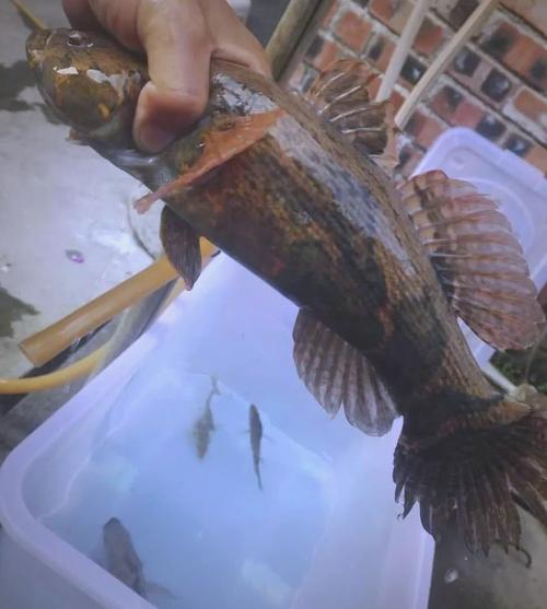 杂交笋壳鱼人工繁殖中，亲鱼选育与催产关键技术如何突破？-图2