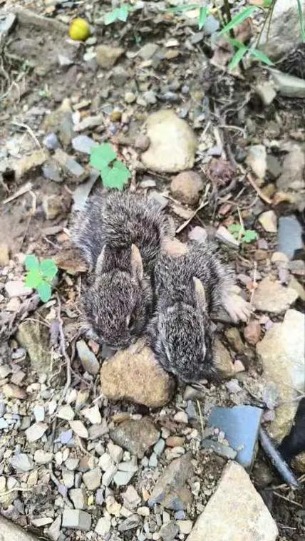 活捉野兔专利技术究竟是如何实现高效无害捕捉的？其技术原理与传统捕捉方式有何本质区别？-图1