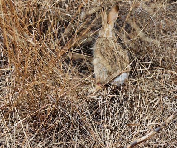 活捉野兔专利技术究竟是如何实现高效无害捕捉的？其技术原理与传统捕捉方式有何本质区别？-图2