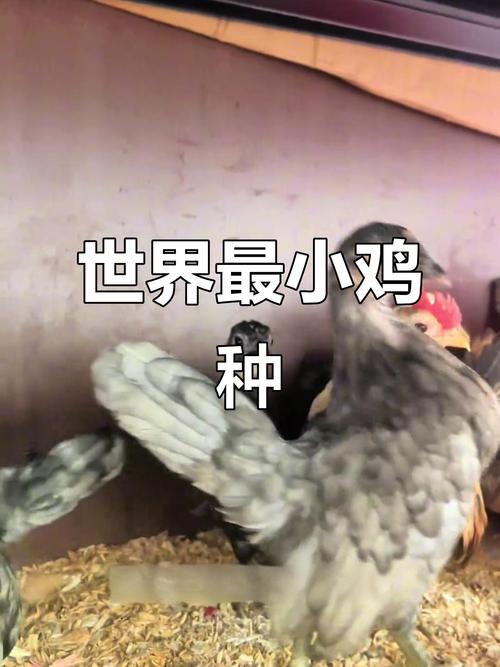 除了矮脚马鸡、袖珍鸡,还有哪些体型超小的鸡品种适合家庭饲养?-图1 除了矮脚马鸡、袖珍鸡,还有哪些体型超小的鸡品种适合家庭饲养?-图1