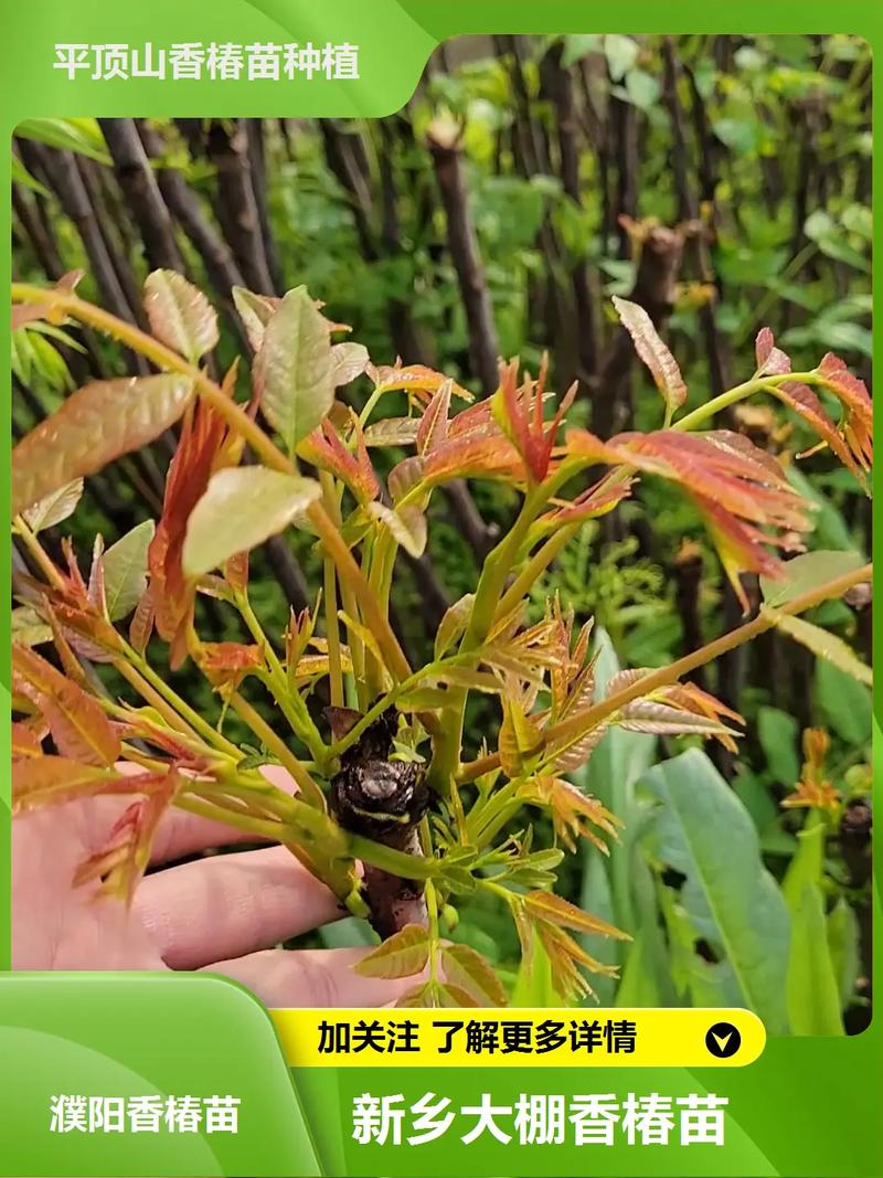 大棚香椿栽培技术视频,从选种到采收,有哪些关键技术要点能帮农户实现高效种植?-图3 大棚香椿栽培技术视频,从选种到采收,有哪些关键技术要点能帮农户实现高效种植?-图3