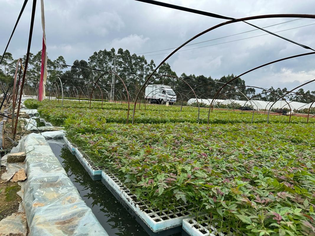 大棚香椿栽培技术视频,从选种到采收,有哪些关键技术要点能帮农户实现高效种植?-图2 大棚香椿栽培技术视频,从选种到采收,有哪些关键技术要点能帮农户实现高效种植?-图2