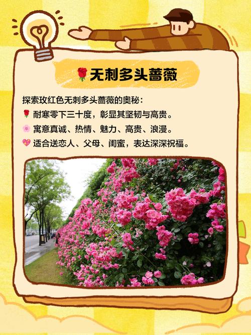 蔷薇花品种名称及图片-图1 蔷薇花品种名称及图片-图1