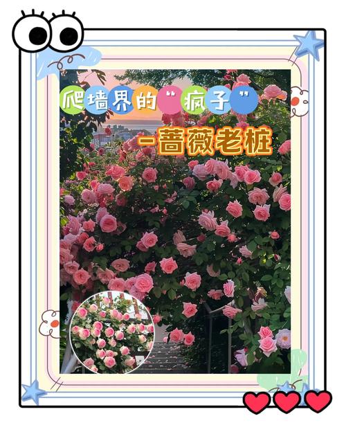 蔷薇花品种名称及图片-图3 蔷薇花品种名称及图片-图3