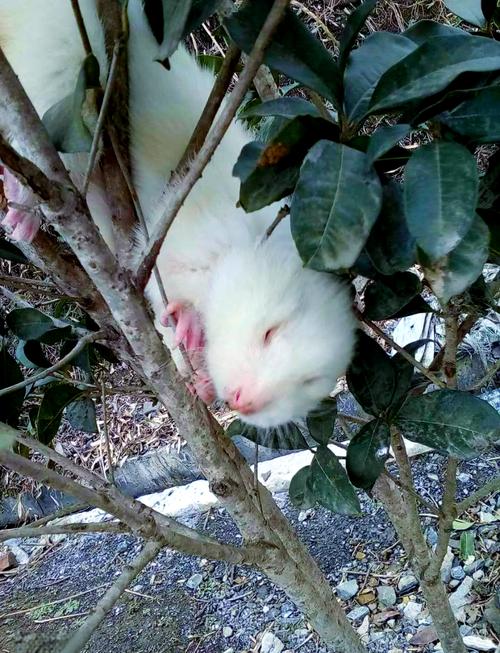 竹鼠养殖品种选择,什么品种既好养又值钱?养殖前景如何?-图3 竹鼠养殖品种选择,什么品种既好养又值钱?养殖前景如何?-图3