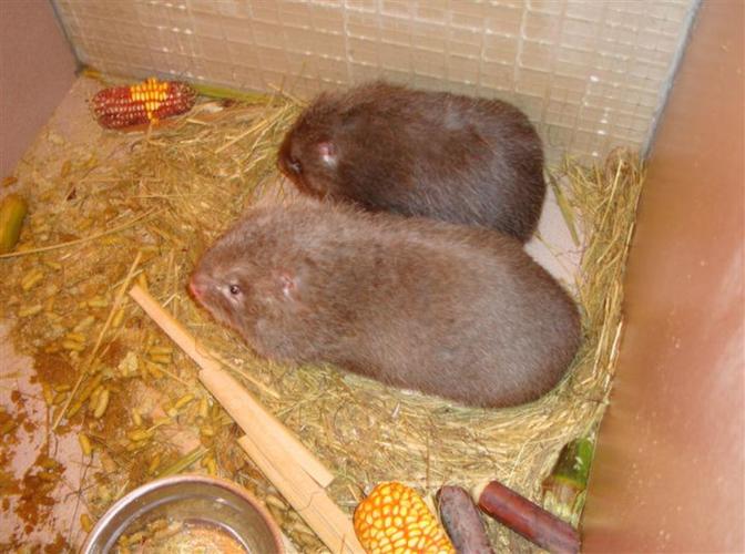 竹鼠养殖品种选择,什么品种既好养又值钱?养殖前景如何?-图2 竹鼠养殖品种选择,什么品种既好养又值钱?养殖前景如何?-图2